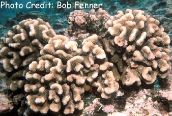  Pocillopora meandrina (Cauliflower Coral, Rose Coral)