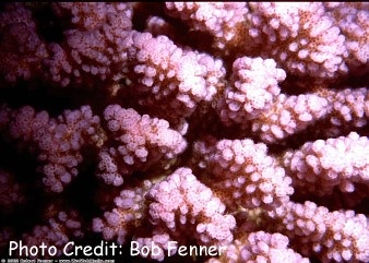  Pocillopora verrucosa (Pink Cauliflower Coral)