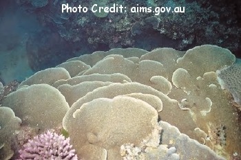  Podabacia crustacea (Plate Coral, Mushroom Coral, Chalice Coral)