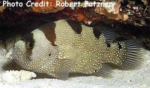  Poponoperca punctata (Leaflip Soapfish)