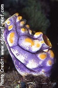  Polycarpa aurata (Golden Sea Squirt)