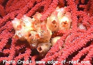  Polycarpa contecta (Sea Squirt)