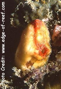  Polycarpa papillata (Sea Squirt)