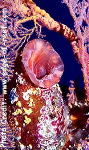  Polycarpa pigmentata (Sea Squirt)
