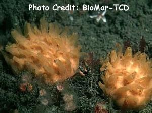  Polymastia boletiformis (Yellow Tube Sponge)