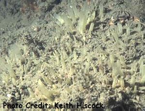  Polymastia mamillaris (White Tit-sponge)