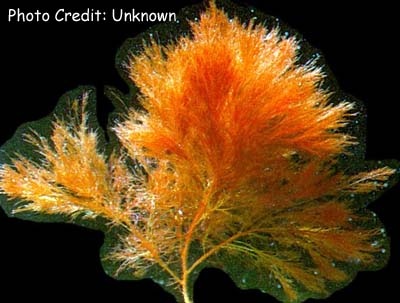  Polysiphonia elongata (Red Hair Algae)