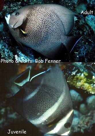  Pomacanthus arcuatus (Gray Angelfish)