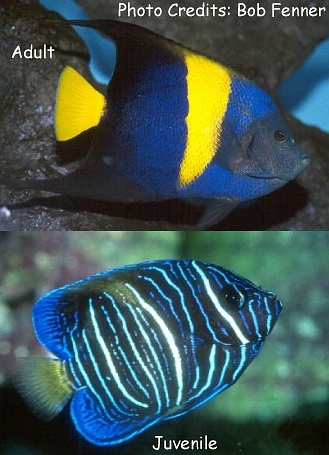  Pomacanthus asfur (Arabian Angelfish, Asfur Angelfish, Crescent Angelfish)