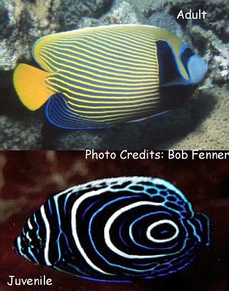  Pomacanthus imperator (Emperor Angelfish, Imperial Angelfish, Emperator Angelfish)