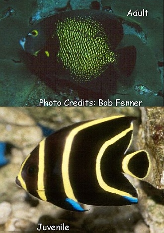  Pomacanthus paru (French Angelfish)