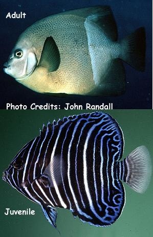  Pomacanthus rhomboides (Old Woman Angelfish)
