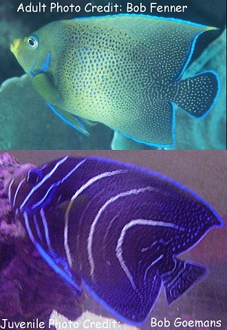  Pomacanthus semicirculatus (Koran Angelfish, Semicircle Angelfish, Halfcircle Angelfish)