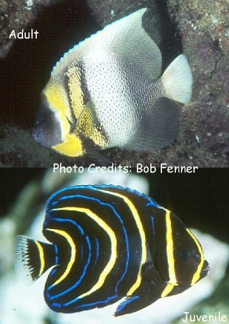  Pomacanthus zonipectus (Cortez Angelfish)