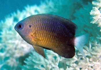  Pomacentrus albicaudatus (Whitefin Damselfish)