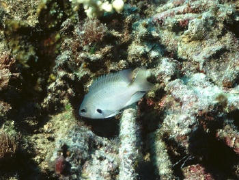  Pomacentrus alexanderae (Alexander's Damselfish)