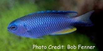  Pomacentrus alleni (Andaman Damsel, Allen’s Damsel, Neon Damsel)