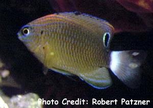  Pomacentrus amboinensis (Ambon Damsel, Lemon Damselfish)