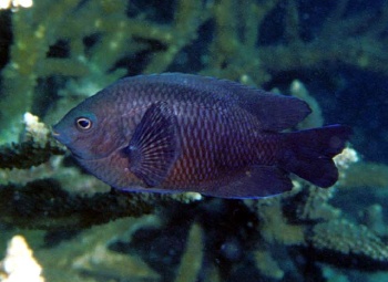  Pomacentrus arabicus (Arabian Damselfish)