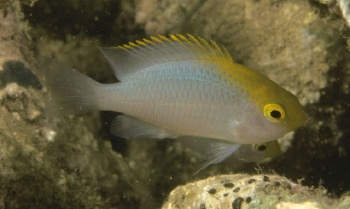  Pomacentrus aurifrons (Yellowhead Damselfish)
