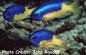  Pomacentrus auriventris (Goldbelly Damselfish)