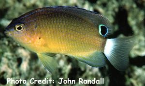  Pomacentrus bankanensis (Speckled Damselfish)