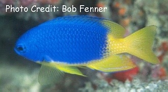  Pomacentrus caeruleus (Caerulean Damselfish)