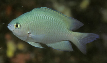  Pomacentrus callainus (Blue-green Damselfish)
