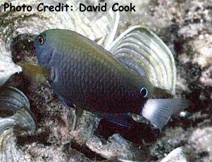  Pomacentrus chrysurus (Whitetail Damselfish)