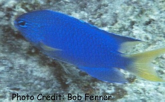  Pomacentrus coelestis (Neon Damsel, Blue and Gold Damsel)