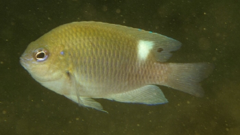  Pomacentrus colini (Colin's Damselfish)