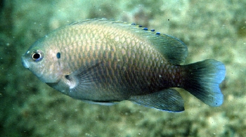  Pomacentrus cuneatus (Wedgespot Damselfish)