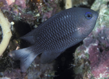  Pomacentrus emarginatus (Outer-reef Damselfish)