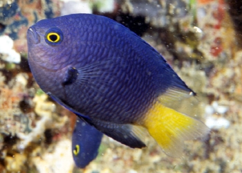  Pomacentrus imitator (Imitator Damselfish)