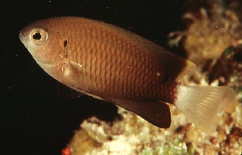  Pomacentrus leptus (Slender Damselfish)