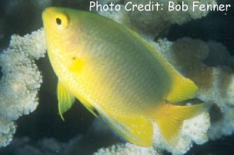  Pomacentrus moluccensis (Lemon Damselfish)