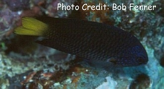  Pomacentrus philippinus (Philippine Damselfish)