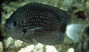  Pomacentrus trichourus (Paletail Damselfish)