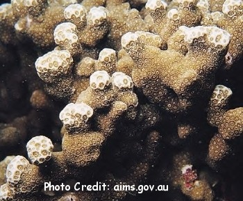  Porites annae (Encrusting Bolder Coral)