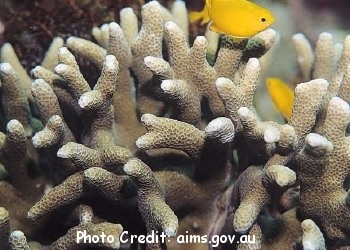  Porites attenuata (Mustard Branched Coral)