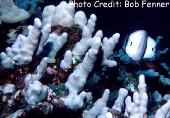  Porites compressa (Finger Coral)