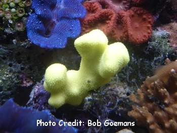  Porites cylindrica (Yellow Cylindrical Coral, Yellow Finger Coral, Jeweled Finger Coral, Cylindrical Porous Coral)