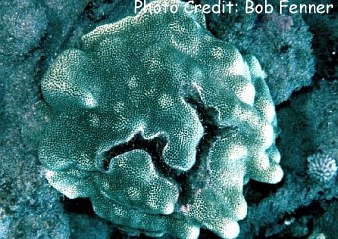  Porites lobata (Lobed Porous Coral)