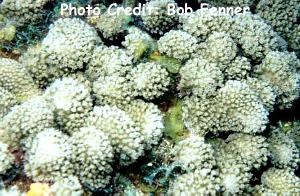  Porites porites (Thick Finger Coral)