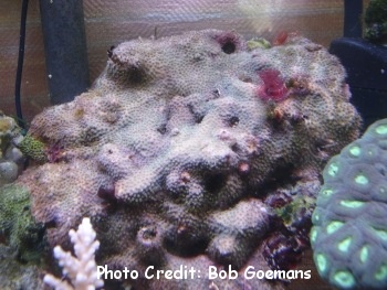  Porites rus (Encrusting Coral, Lumpy Porites)