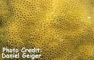  Porites solida (Boulder Coral, Hump Coral)