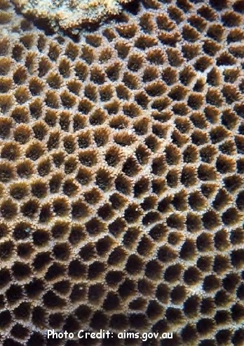  Poritipora paliformis (Mound Coral)