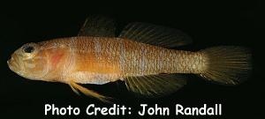  Priolepis aureoviridis (Yellow-Green Goby)