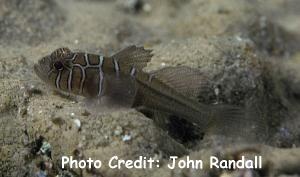  Priolepis compita (Crossroads Goby)