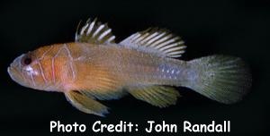  Priolepis farcimen (Farcimen Goby)